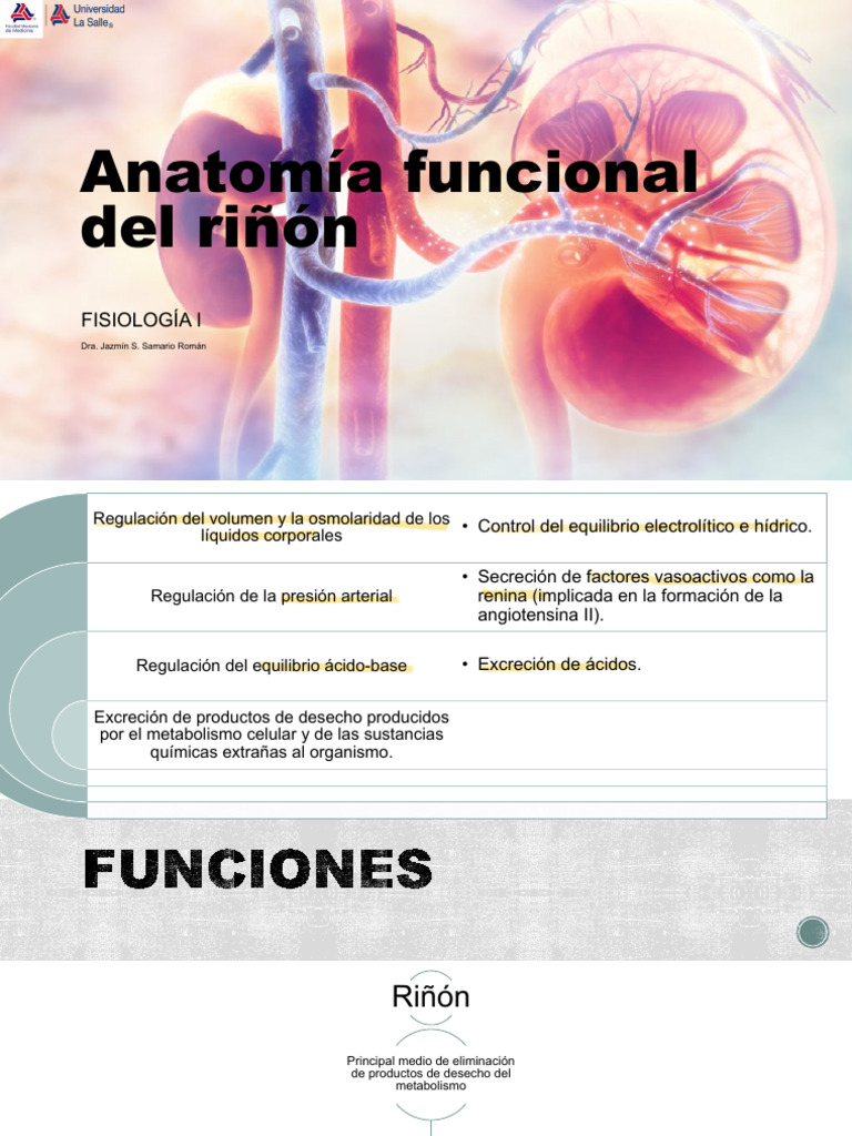 Anatomia Funcional Del Riñon y Filtración Glomerular | PDF | Riñón ...