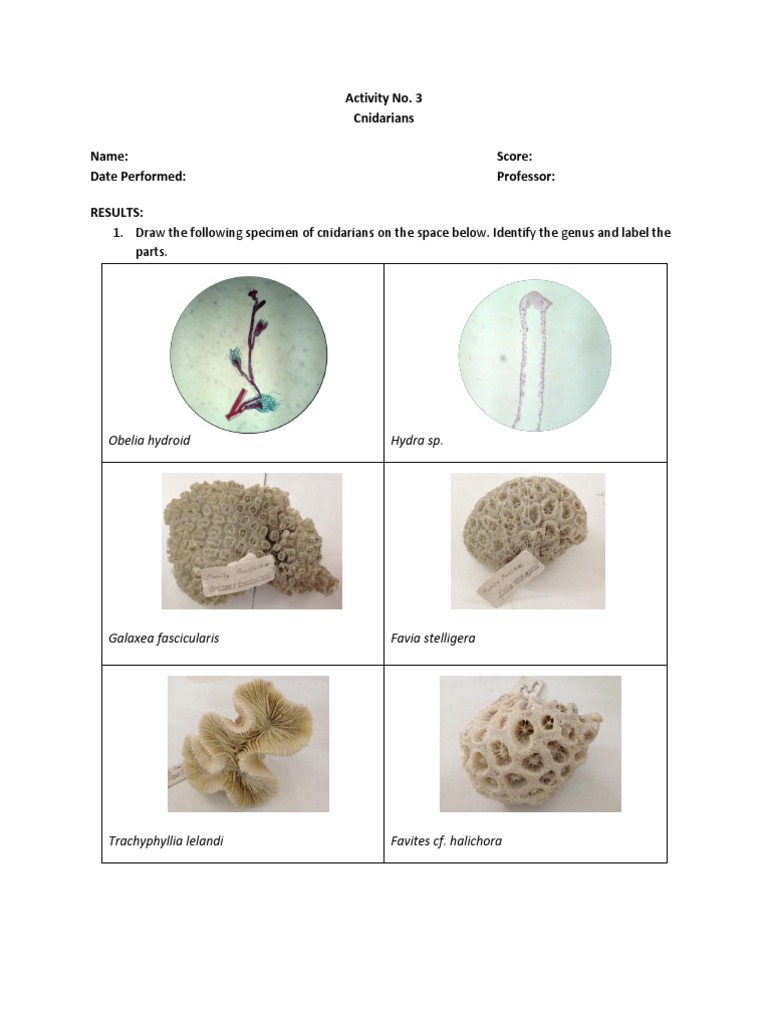 phylum-cnidaria-worksheet