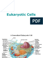 Eukariotic+Cell+Structure