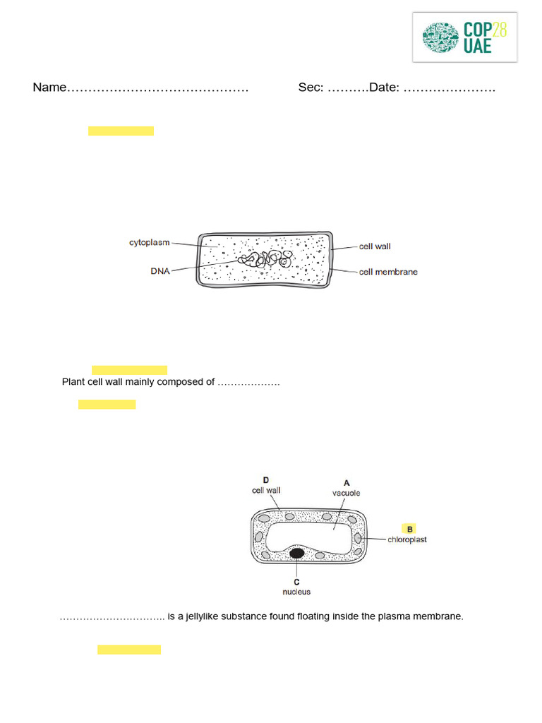 cells_worksheet_past_paper_answer_key | PDF | Cell (Biology) | Cytoplasm