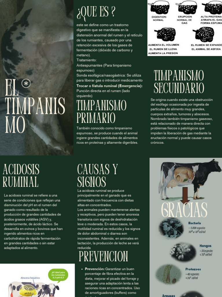 Timpanismo y Acidosis Ruminal | PDF | Alimentos