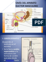 Anatomía Del Aparato Reproductor Masculino