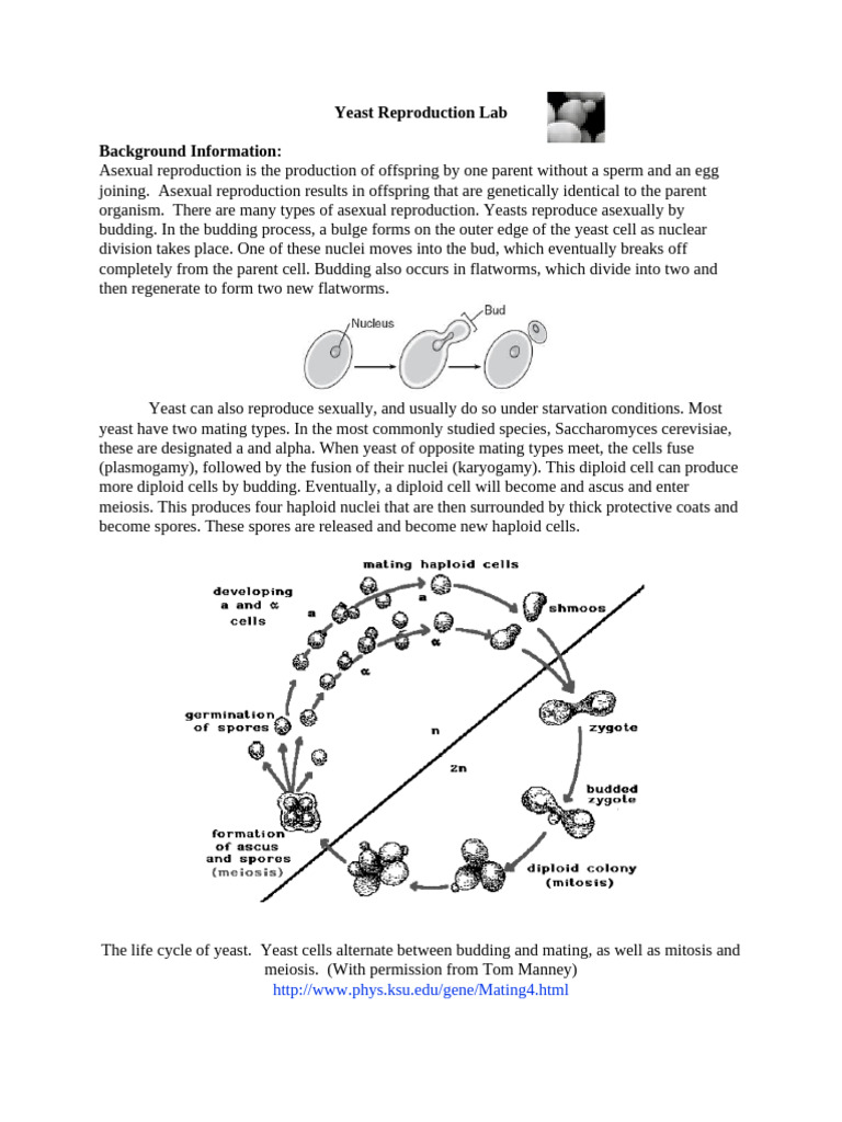 2c - Yeast Asexual Reproduction Lab | PDF | Sexual Reproduction ...