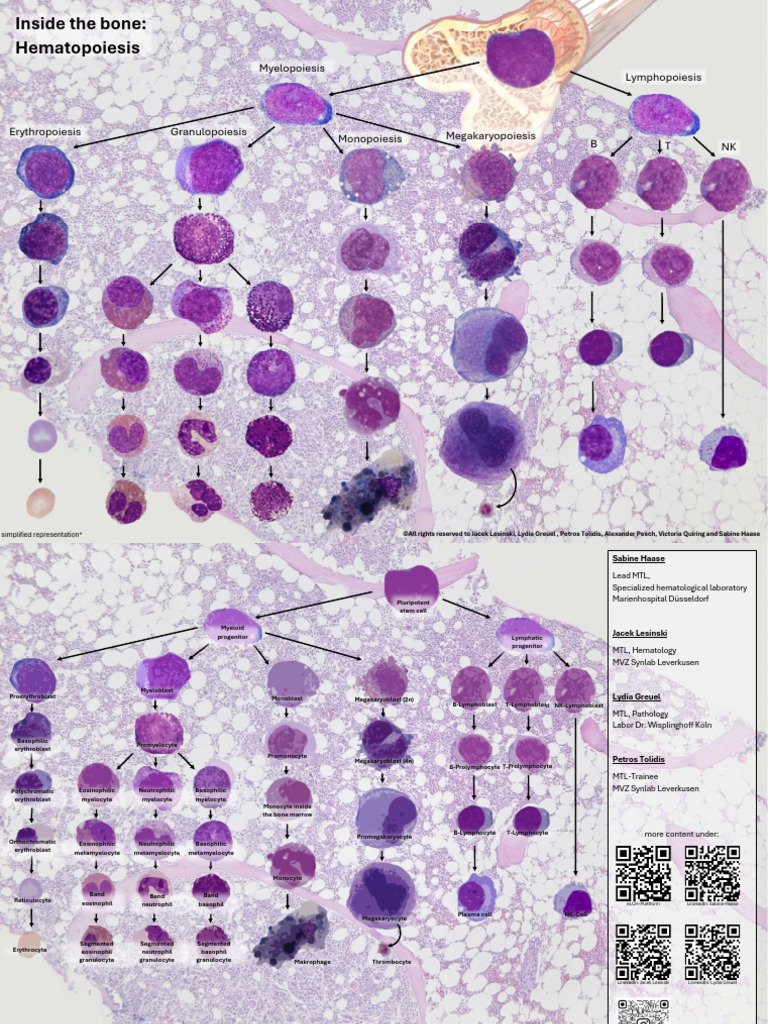 Hematopoiesis Chart Lesinski | PDF | Haematopoiesis | Granulocyte