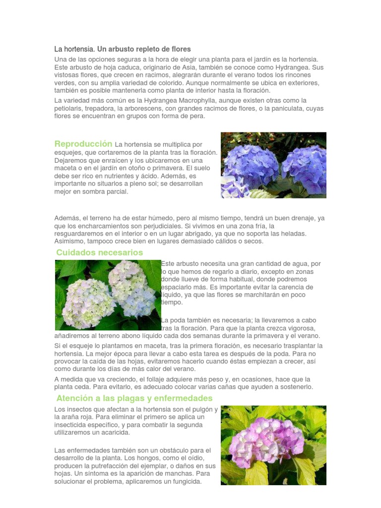 La Hortensia | PDF | Plantas | Botánica, image size:768x1024