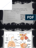 Sistema Respiratorio y Sus Cuidado