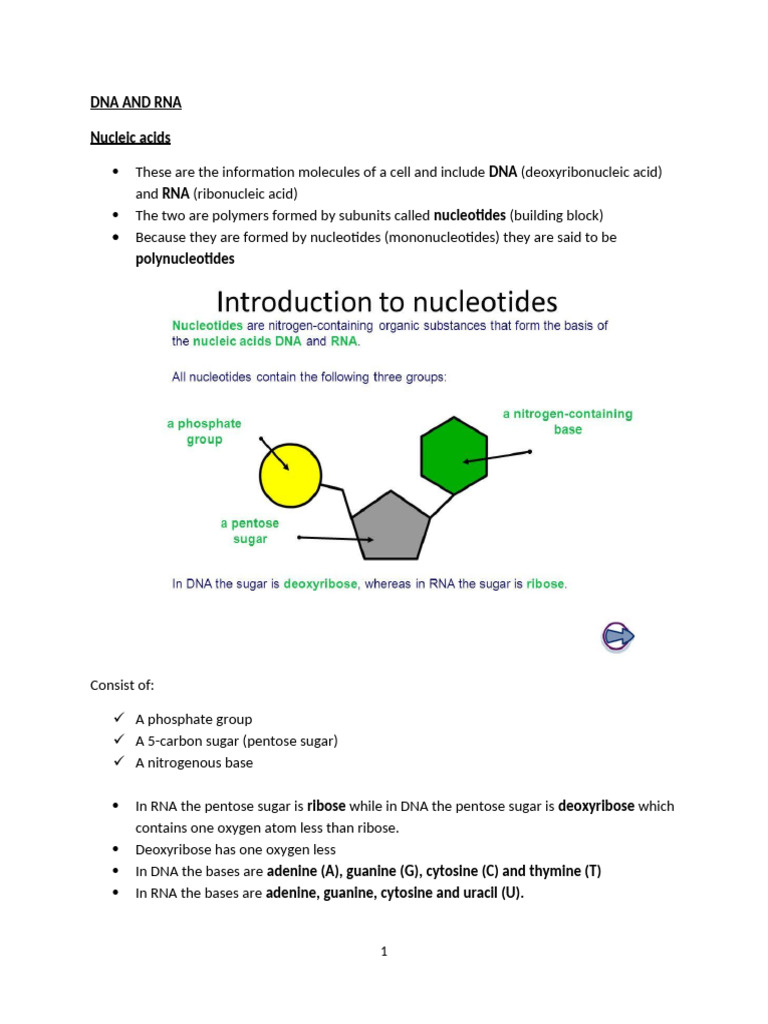 NOTES ON DNA AND RNA, PROTEIN SYNTHESIS | PDF | Messenger Rna | Dna