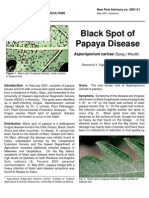 Black Spot of Papaya Disease