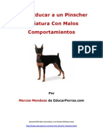 Como Educar A Un Pinscher Miniatura Con Malos Comportamientos