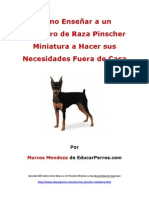 Como Enseñar A Un Cachorro de Raza Pinscher Miniatura A Hacer Sus Necesidades Fuera de Casa