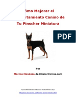 Como Mejorar el Comportamiento Canino de tu Pinscher Miniatura