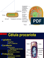 4-Procario_1_