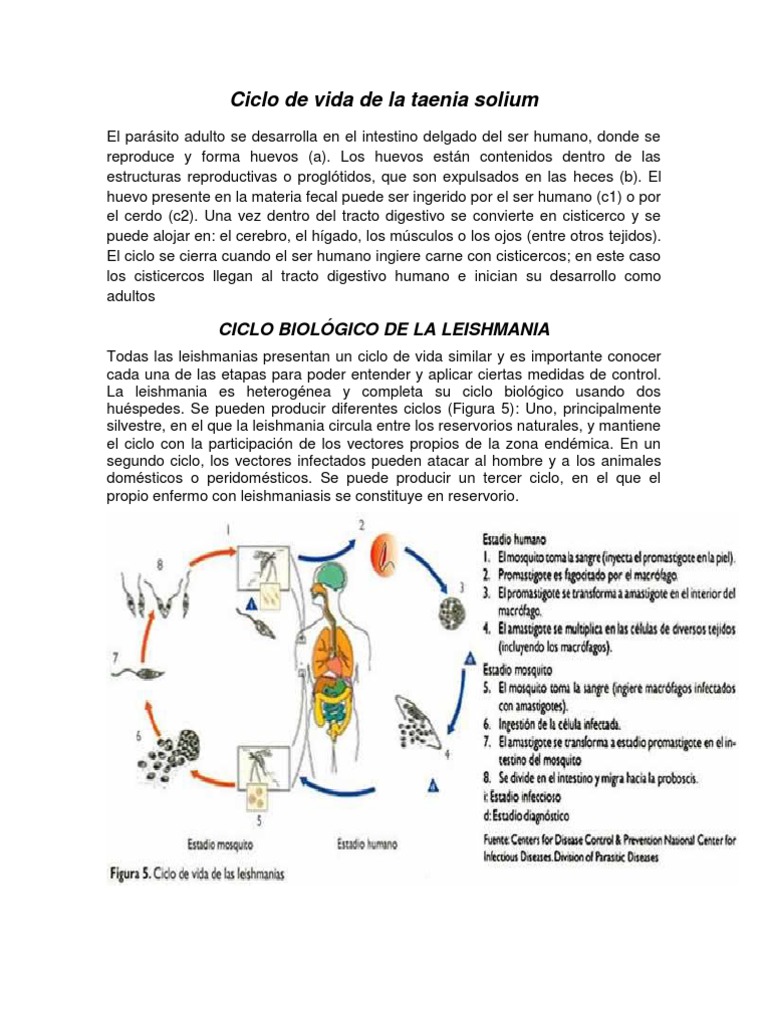 Ciclo de Vida de La Taenia Solium | Anatomía | Zoología