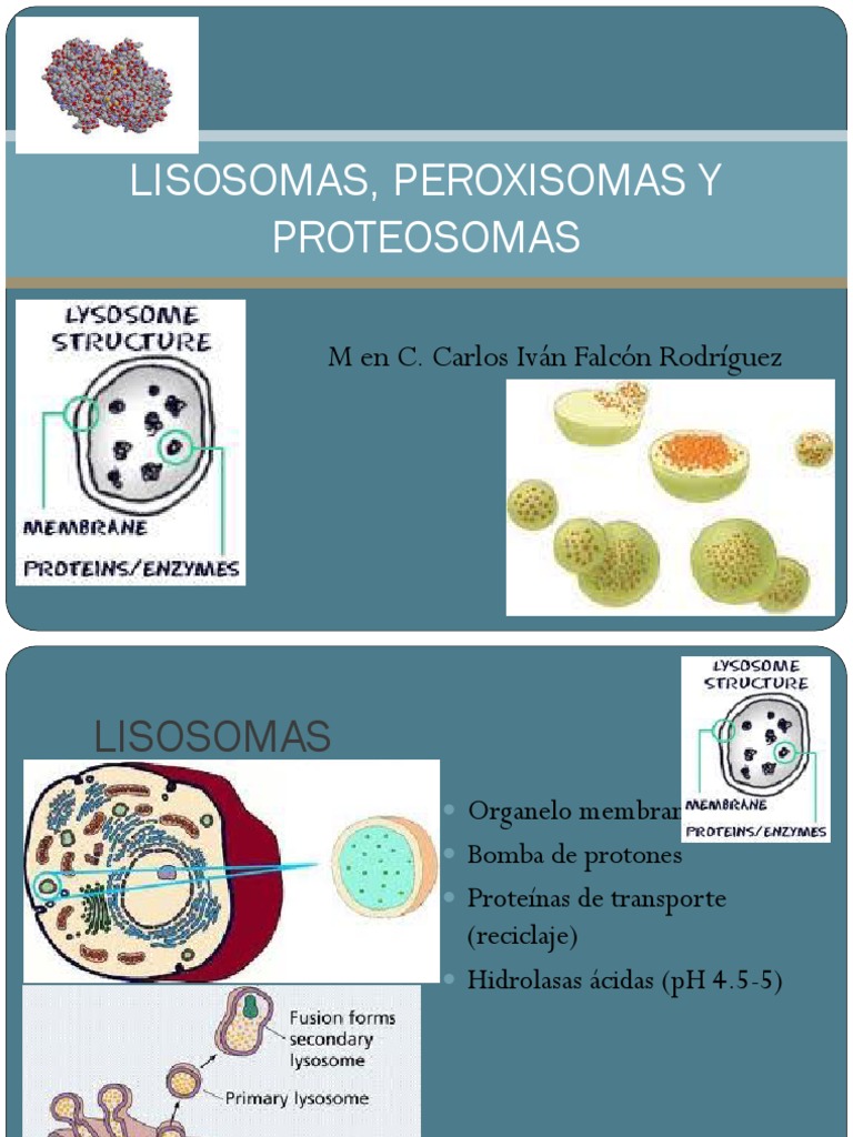 Lisosomas, Peroxisomas y Proteosomas | PDF