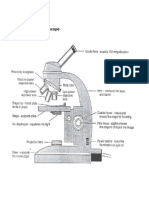 Compound Microscope