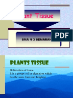 Plant't Tisuue