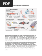 Fish Respiratory System Explained | PDF | Gill | Respiratory System