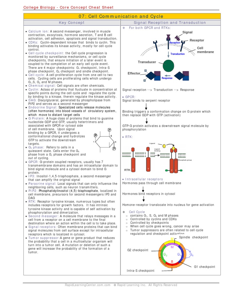 Cell Communication & Cycle Overview | PDF | Cell Signaling | Signal ...