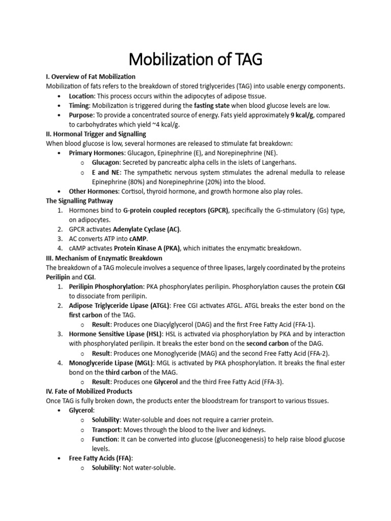 Mobilization of TAG Notes | PDF | Biochemistry | Chemistry