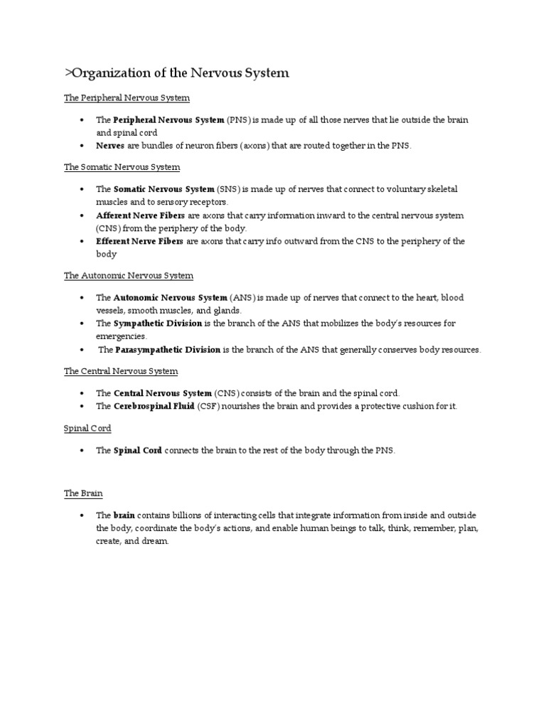 Organization of The Nervous System | PDF | Nervous System | Nerve