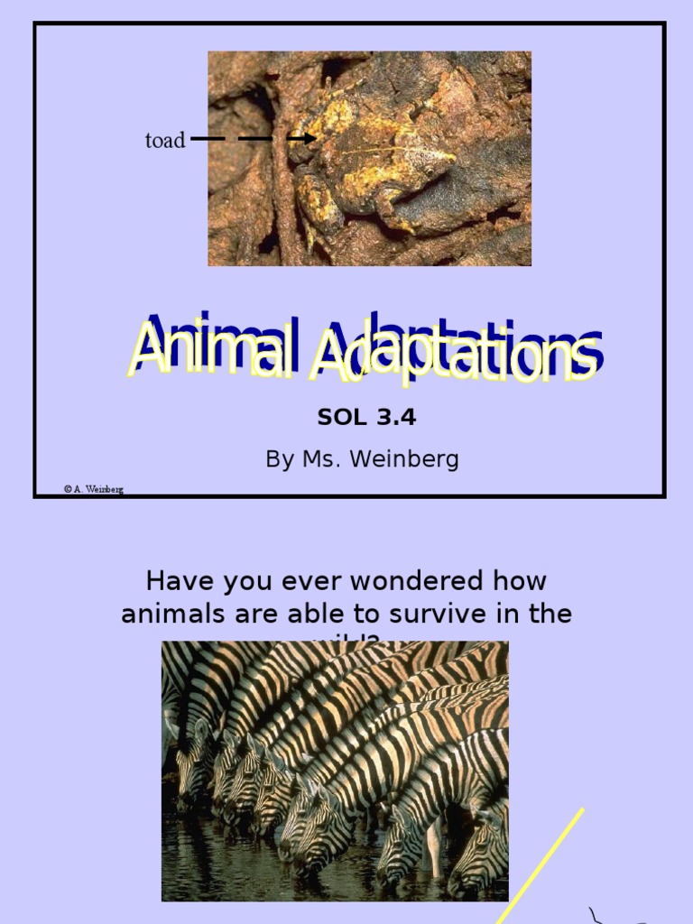 Animal Adaptations PPT[1] | Adaptation | Elephant