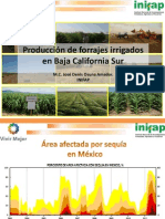 Produccion de Forrajes Irrigados Para Bcs