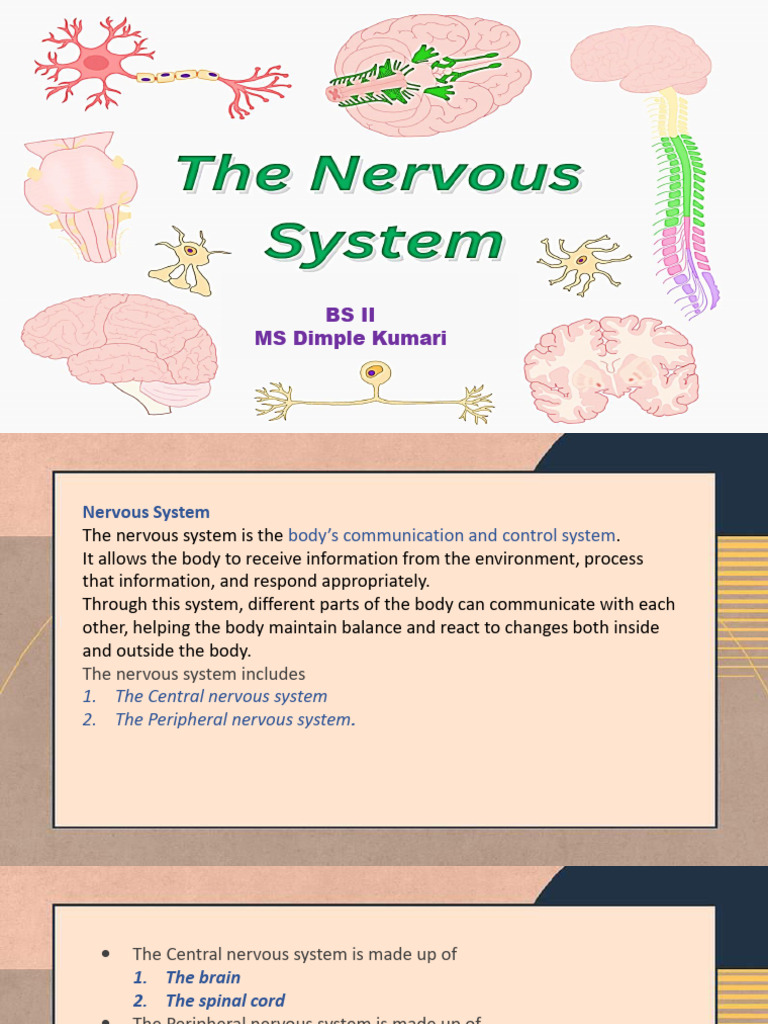 Structure of Nervous System | PDF | Nervous System | Brain