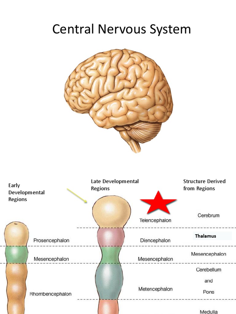 Central Nervous System Anatomy Overview | PDF | Cerebrospinal Fluid | Brain