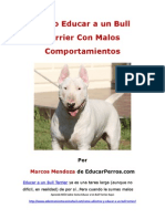 Como Educar A Un Bull Terrier Con Malos Comportamientos