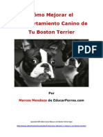 Como Mejorar el Comportamiento Canino de tu Boston Terrier