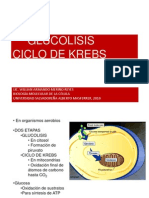 Glucolisis y Ciclo de Krebs