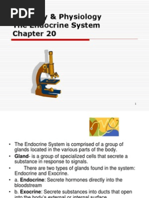 Anatomy And Physiology Chapter 21 The Sensory System Pdf Endocrine System Luteinizing Hormone