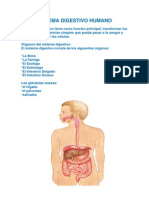 Sistema Digestivo Humano