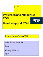 Protection and Support of CNS Blood Supply of CNS: Neuroanatomy - 10.2
