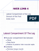 Lower Limb_Lateral Compartment of the Leg,Dorsum of Foot & Ankle Joint