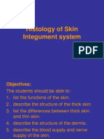 Histology Skin