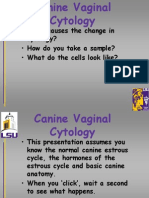 Canine Vaginal Cytlogy