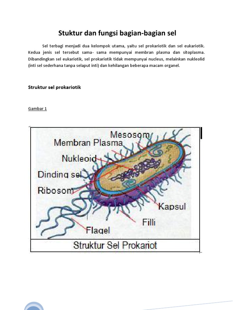Struktur dan  Fungsi Bagian Sel 