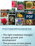 Photo Morphogenesis