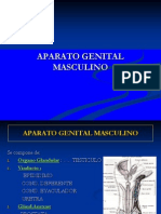 33- Aparato Genital Masculino