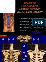 6 Atlas Miembro Superior