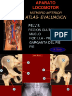 11 Atlas Miembro Inferior