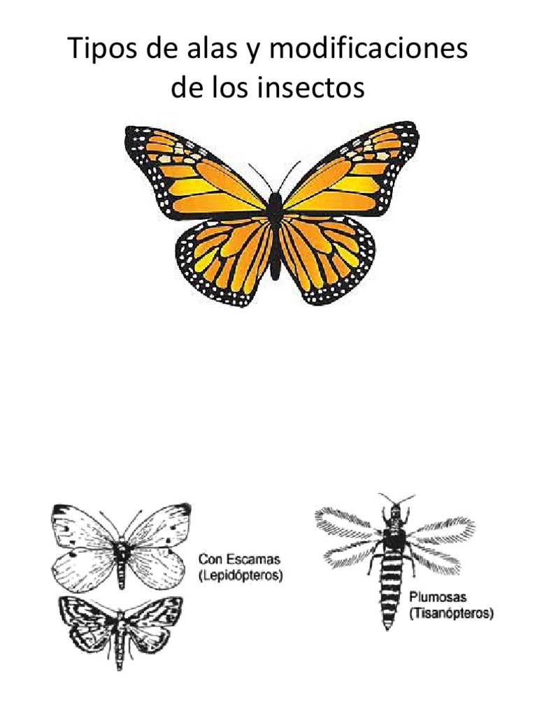 Las Alas de Los Insectos | PDF