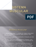 sistema muscular