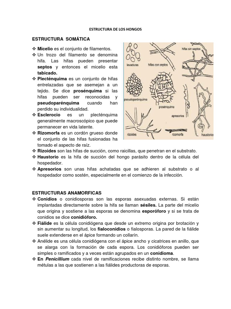 Estructura de los Hongos y sus Componentes | PDF | Espora | Hongo