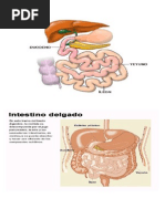 Proyecto Integrado De Tcae Hospital Neumonia