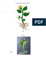 La Planta y Sus Funciones