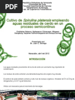 Download Cultivo de Spirulina Platensis by Liset Zambrano SN105610119 doc pdf