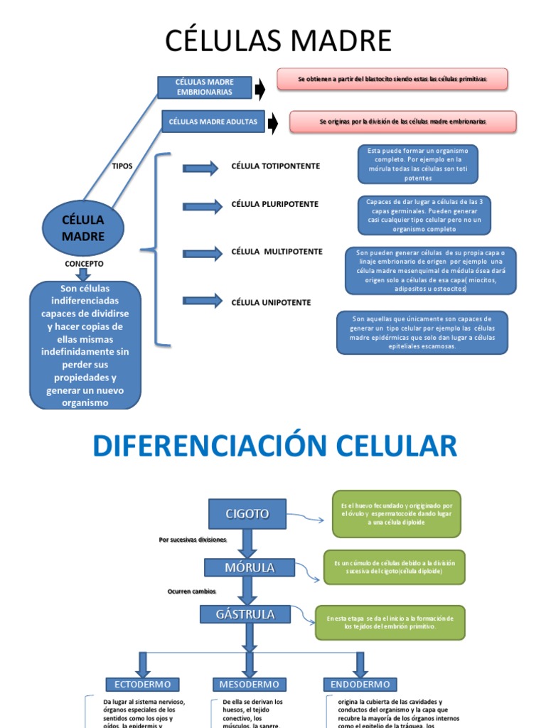 Organizador Grafico Celulas Madre