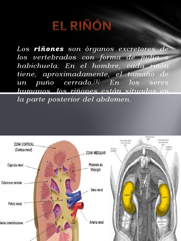 Anatomia Riñon | Riñón | Anatomía humana